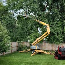  North Shore, CA Tree Care Pros