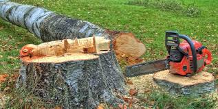 Best Stump Grinding and Removal  in North Shore, CA