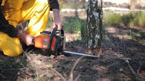 Best Lawn Disease Treatment  in North Shore, CA