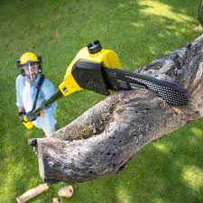 Best Tree Risk Assessment  in North Shore, CA