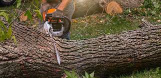 Best Emergency Tree Removal  in North Shore, CA