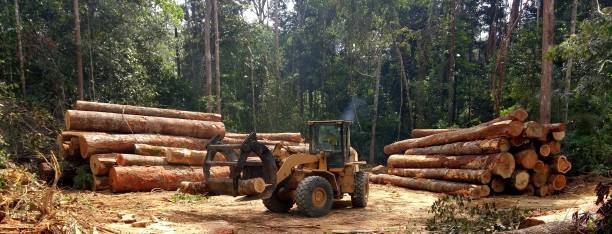 Best Firewood Processing and Delivery  in North Shore, CA