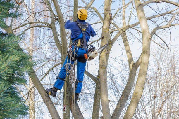 Best Tree Preservation Services  in North Shore, CA