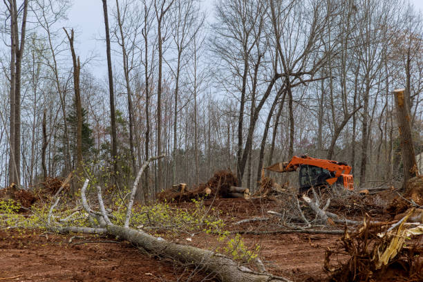 Professional Tree Care in North Shore, CA