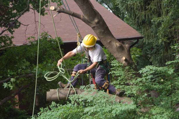 Soil Testing and Treatment in North Shore, CA