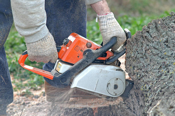 Best Tree Removal  in North Shore, CA
