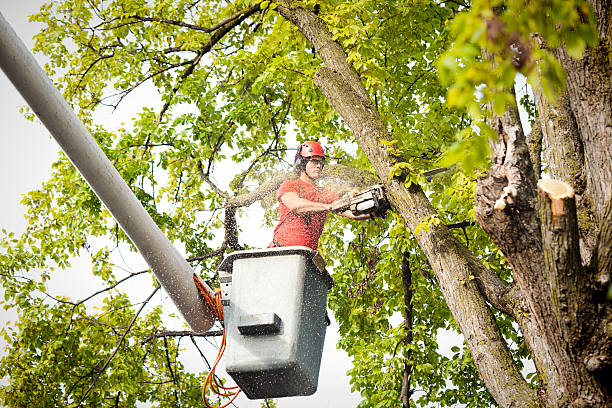 Best Tree Disease Treatment  in North Shore, CA