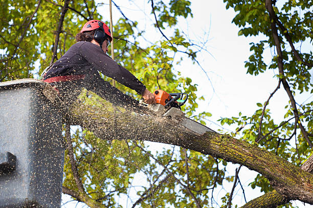 Pest Control for Lawns in North Shore, CA