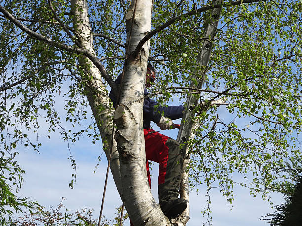 Tree and Shrub Care in North Shore, CA