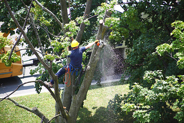 Best Hedge Trimming  in North Shore, CA