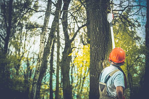 How Our Tree Care Process Works  in  North Shore, CA