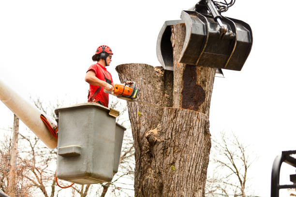 Best Aeration Services  in North Shore, CA